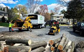 Professional Tree Services in Binghamton, NY