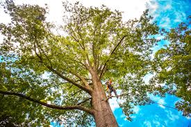 Leaf Removal in Binghamton, NY